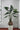 PTMD Alocasia kunstplant in pot, groen, maat L