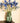 Tuinbloem Blauwe Ridderspoor Spray