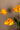PTMD kunsttulp, oranje papegaaitulp met bladeren