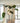 Monstera Tak 120 cm