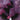 Marie-Stella-Maris roomspray No.11 Violet Muse, 250 ml